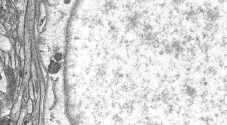 Image of a sample layer (image credit: ConnectomX)